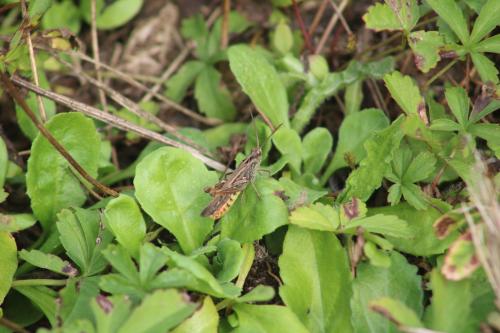 Chorthippus sp.